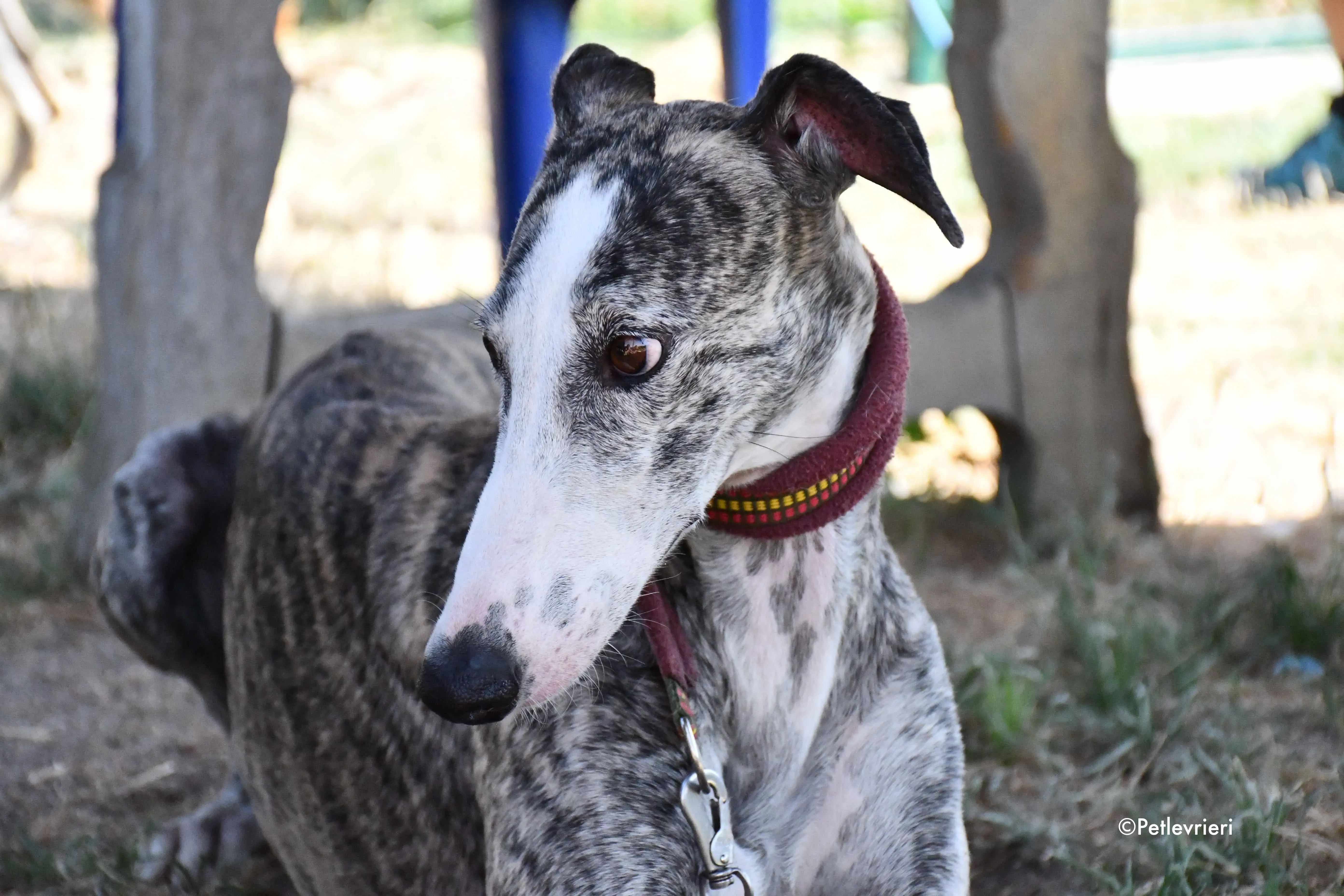 lucia adozione levrieri galgo 5