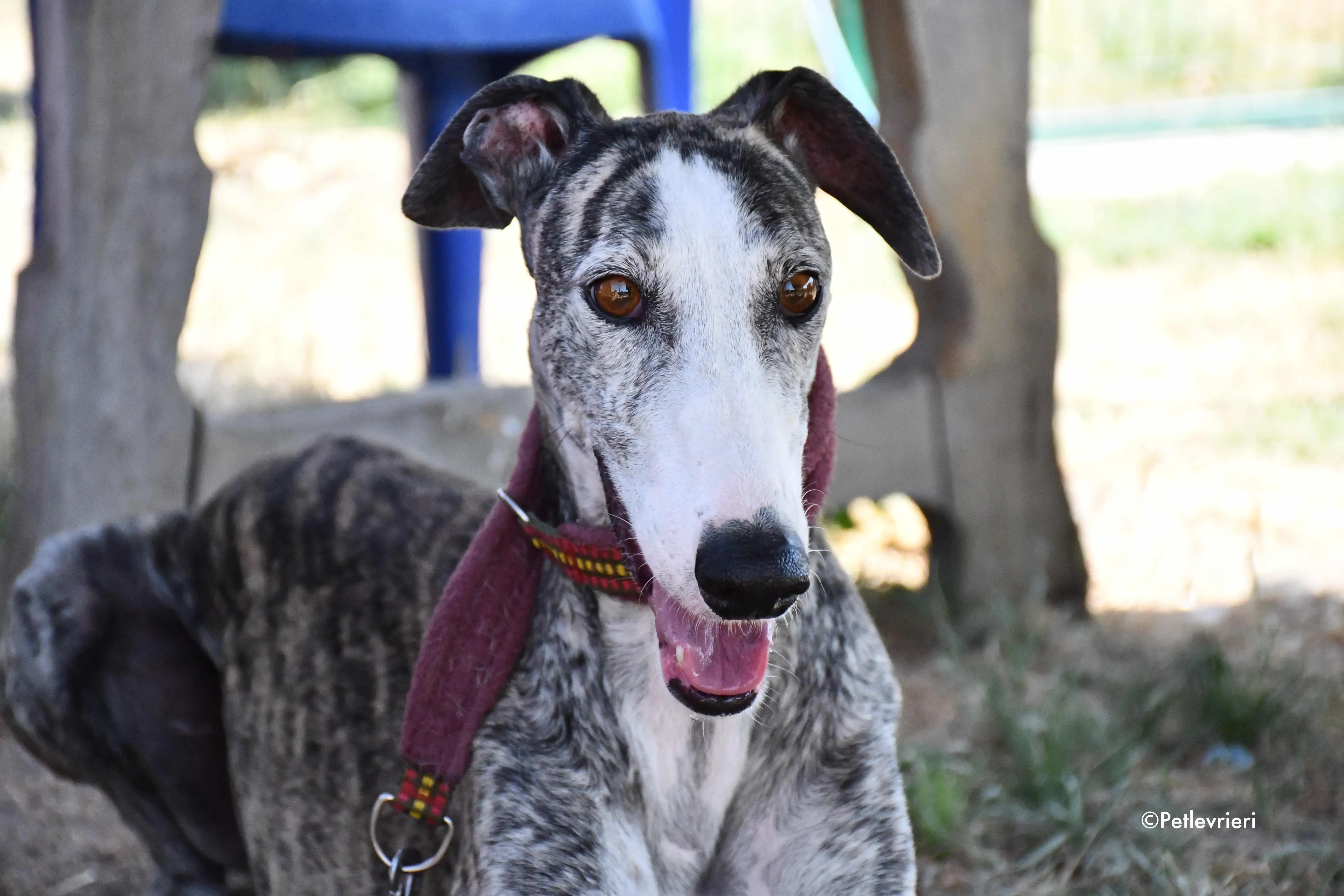 lucia adozione levrieri galgo 6