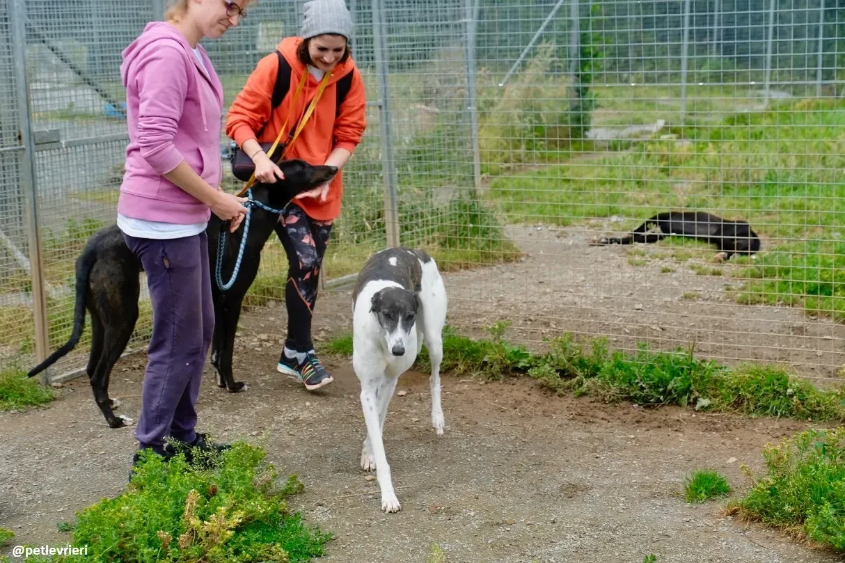 lucky adozione greyhound 1