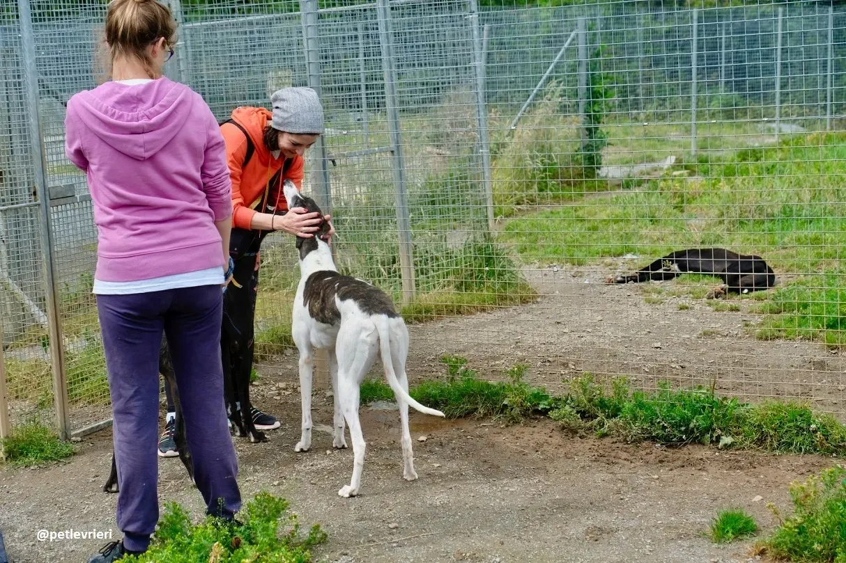 lucky adozione greyhound 2