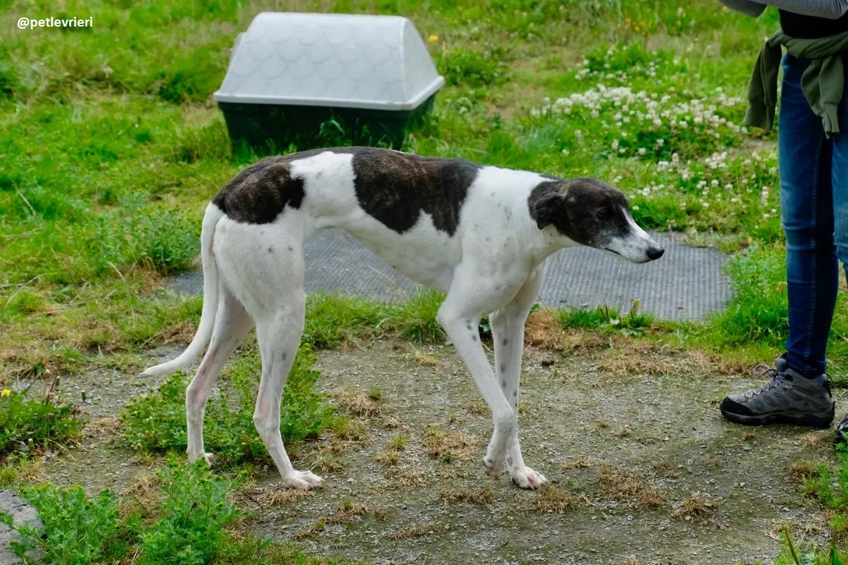 lucky adozione greyhound 3