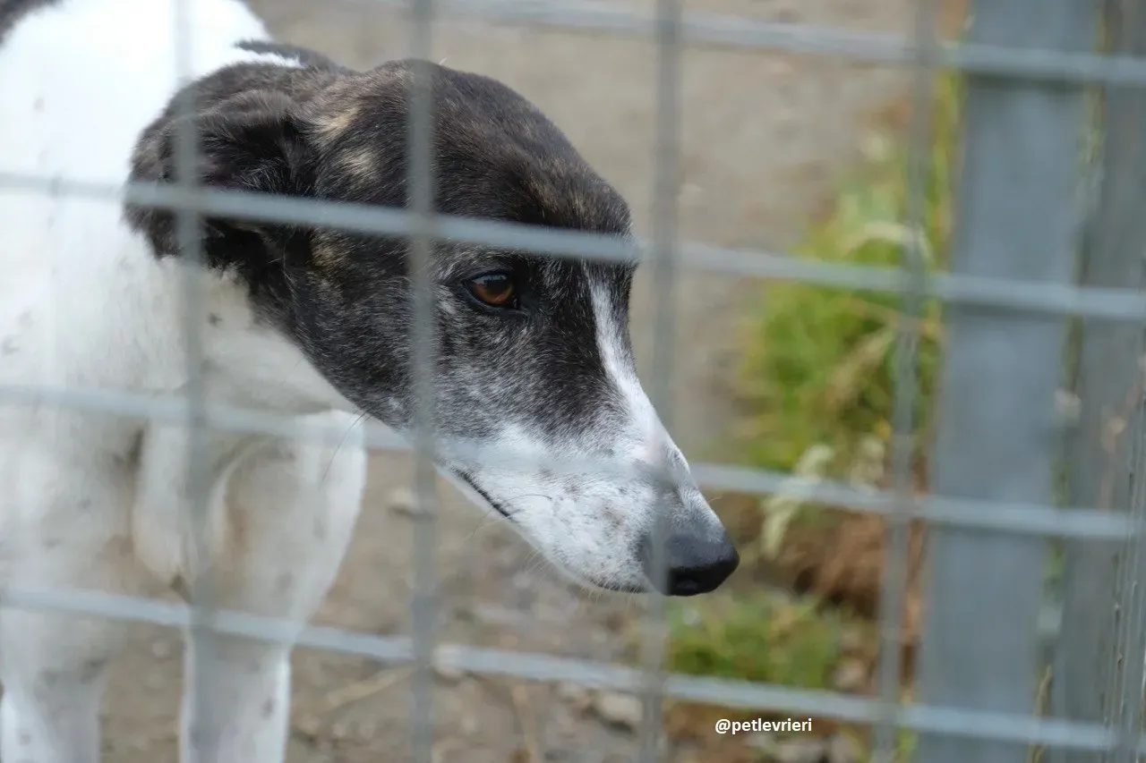 lucky adozione greyhound 4