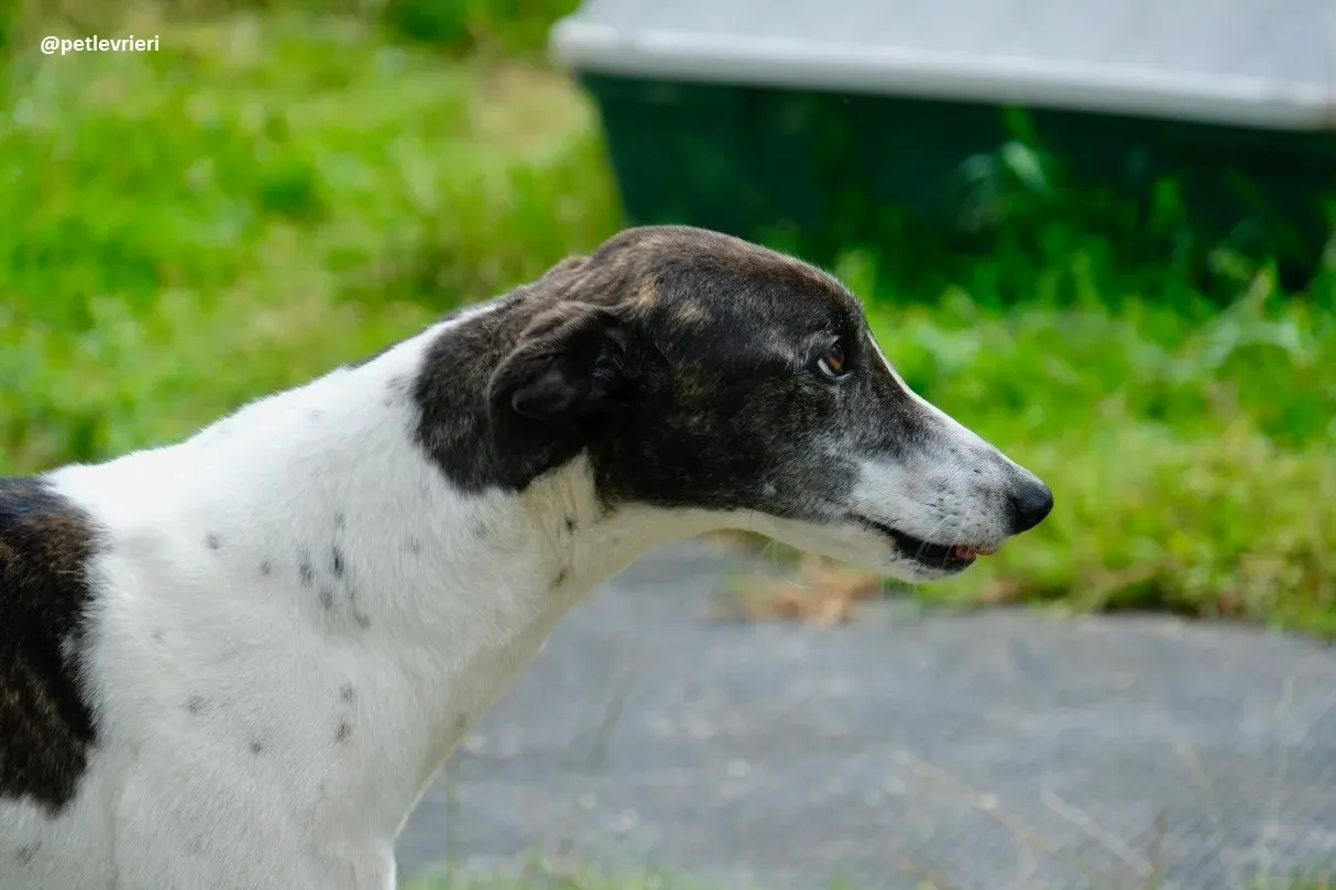 lucky adozione greyhound 5