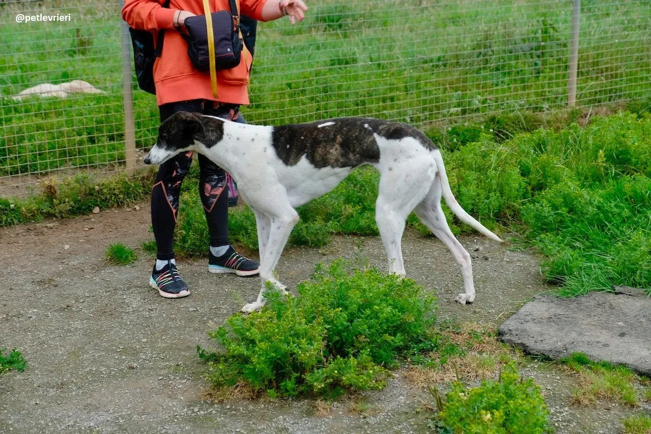 lucky adozione greyhound