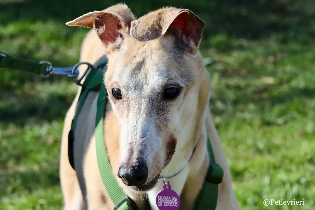 lucky forever adozione greyhound macao 1 1