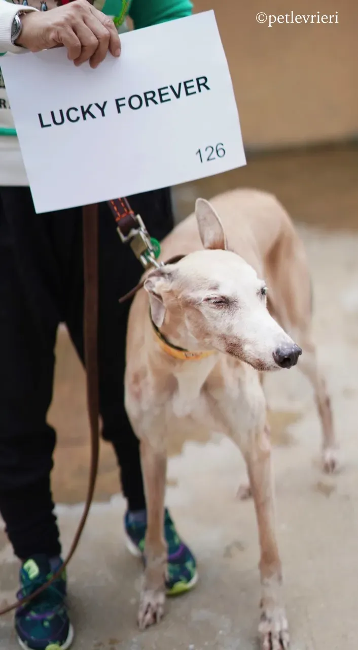 lucky forever adozione greyhound macao 1