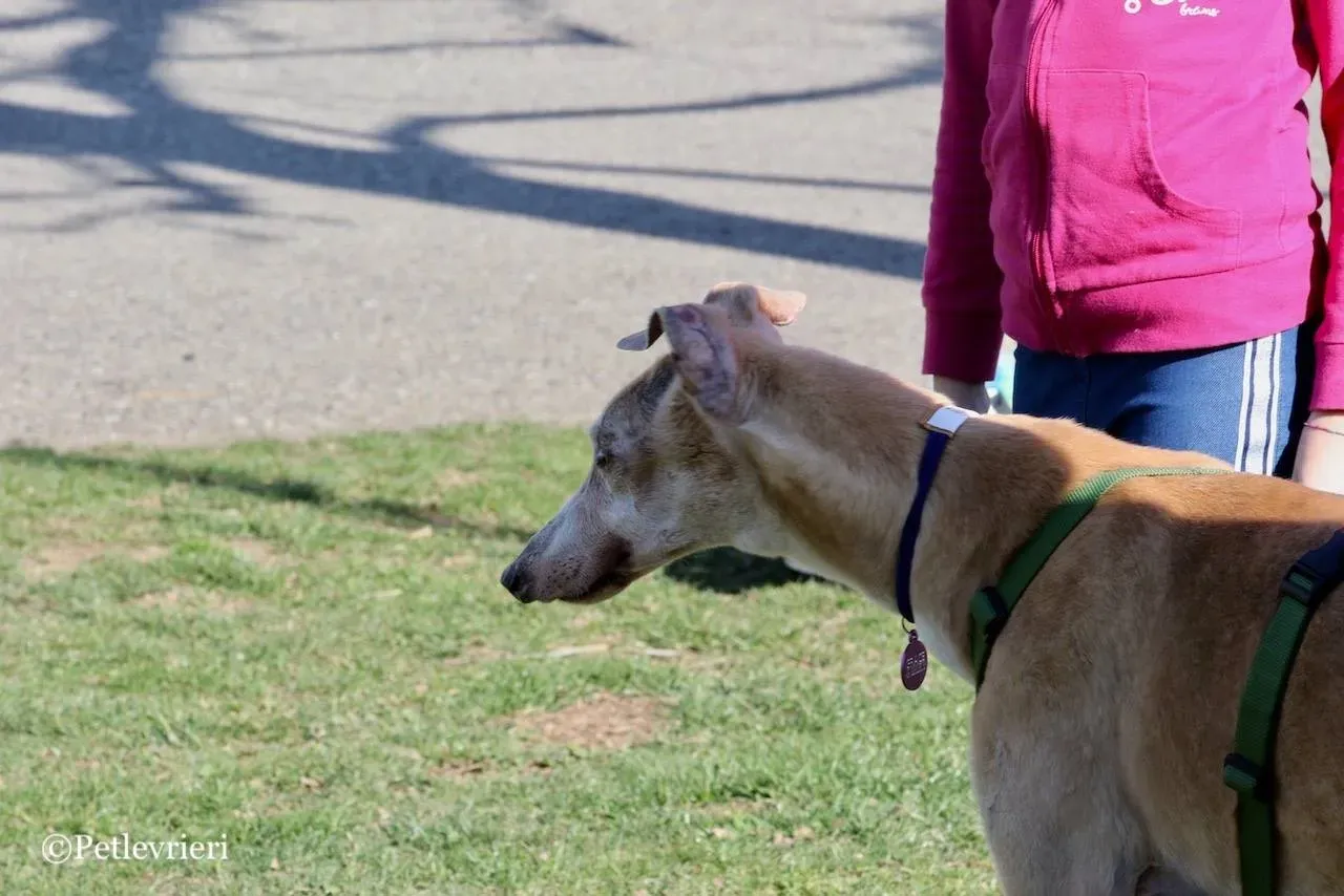 lucky forever adozione greyhound macao 10