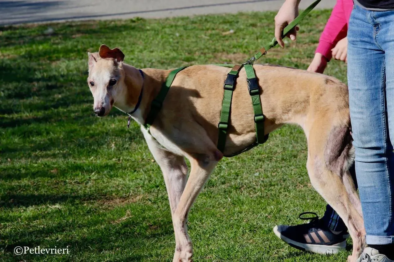 lucky forever adozione greyhound macao 11
