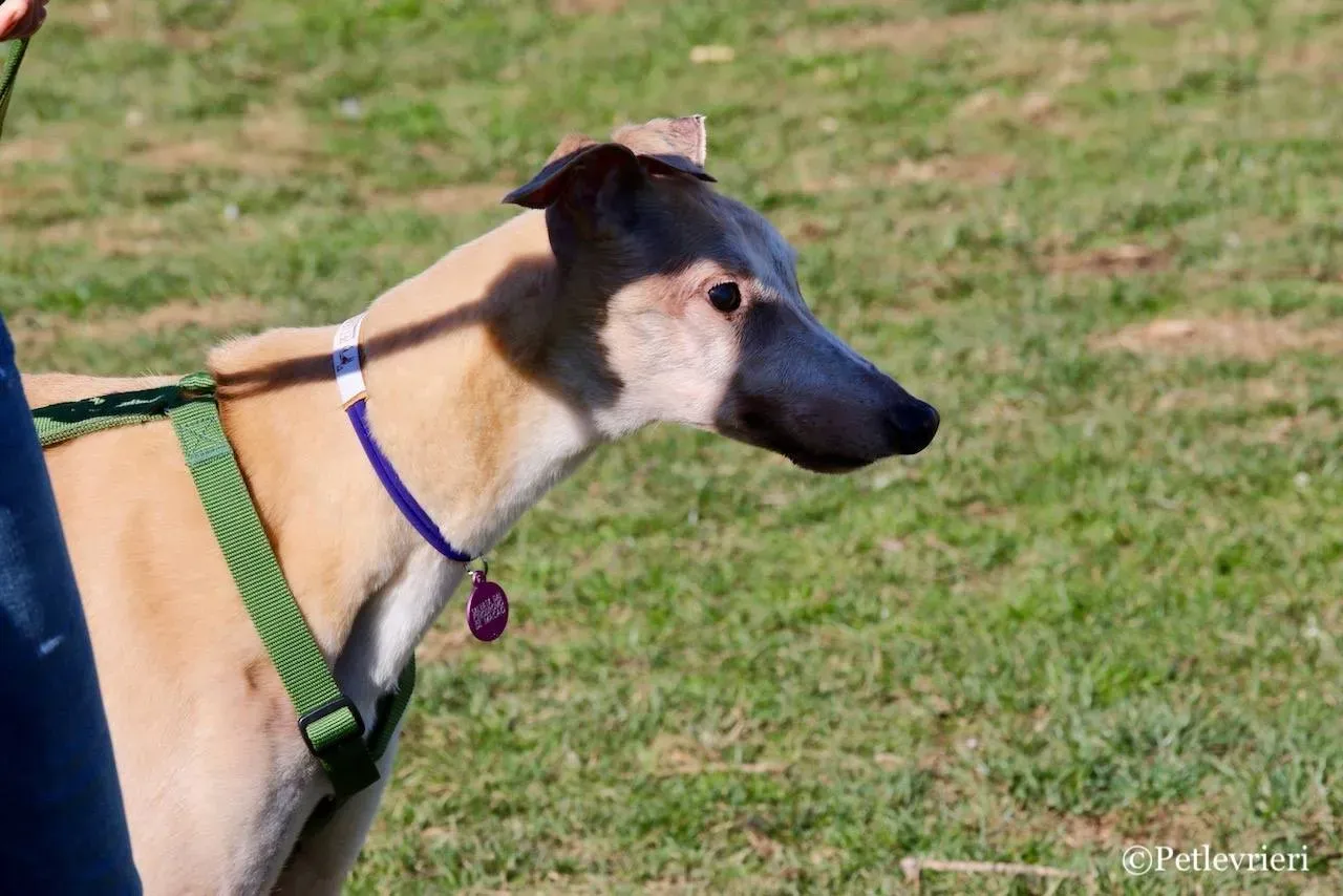 lucky forever adozione greyhound macao 13