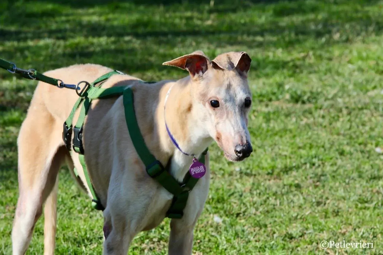 lucky forever adozione greyhound macao 14