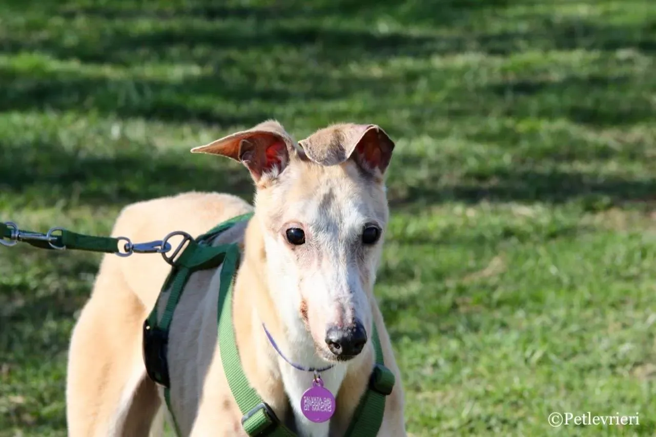 lucky forever adozione greyhound macao 15