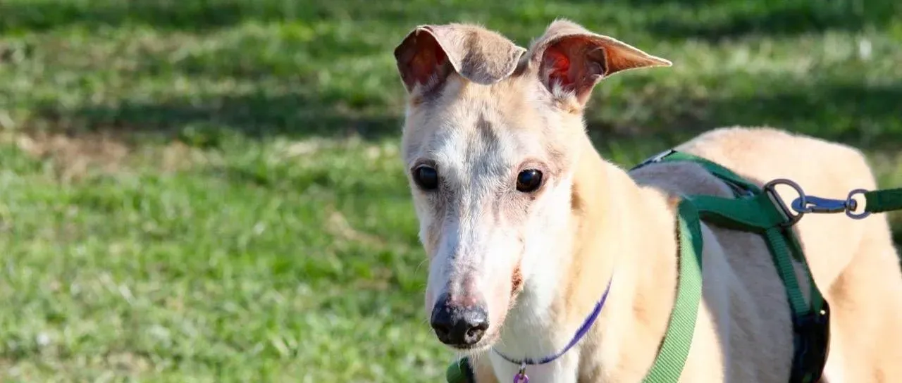 lucky forever adozione greyhound macao 16 e1552684421648