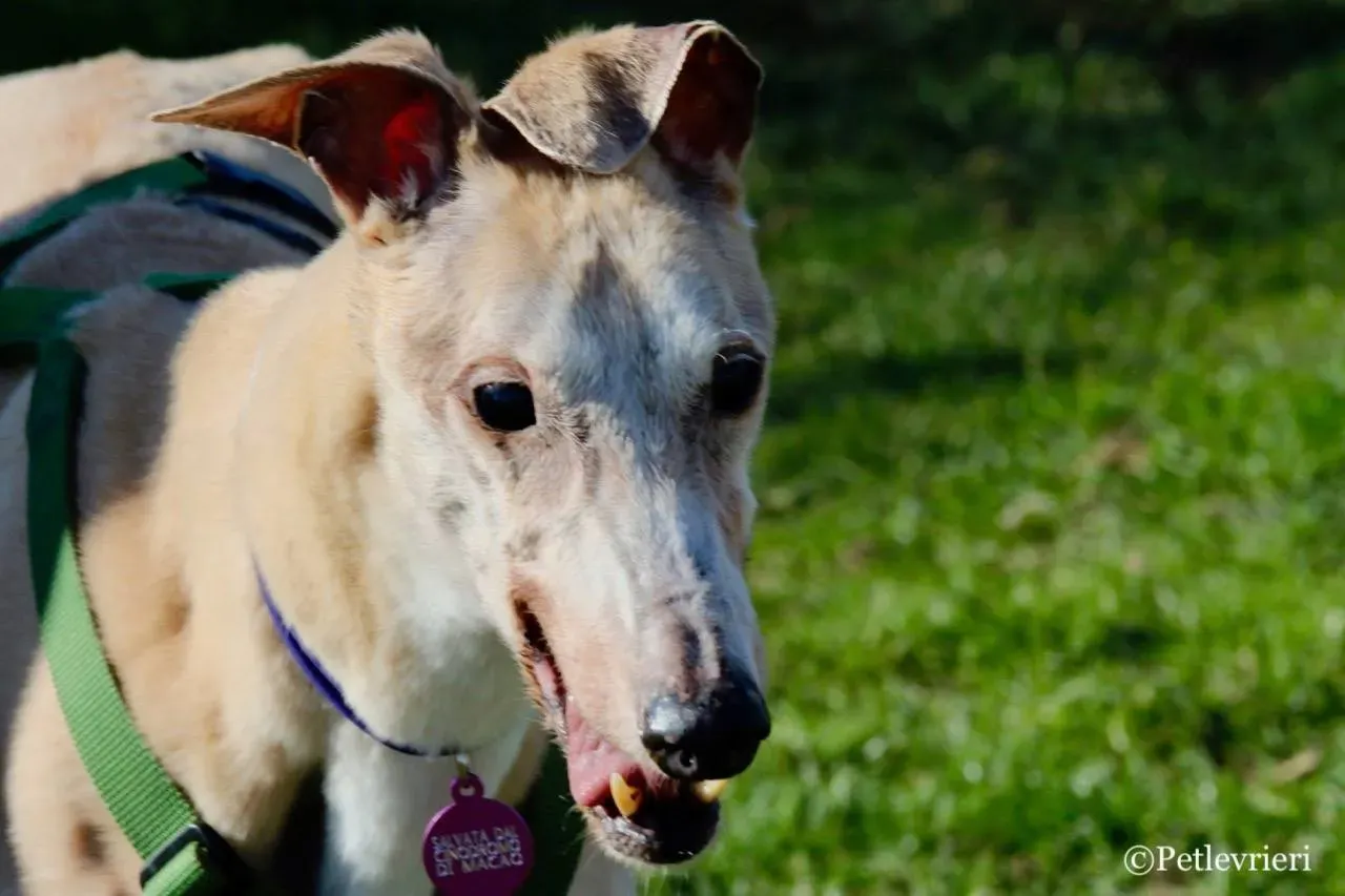 lucky forever adozione greyhound macao 17