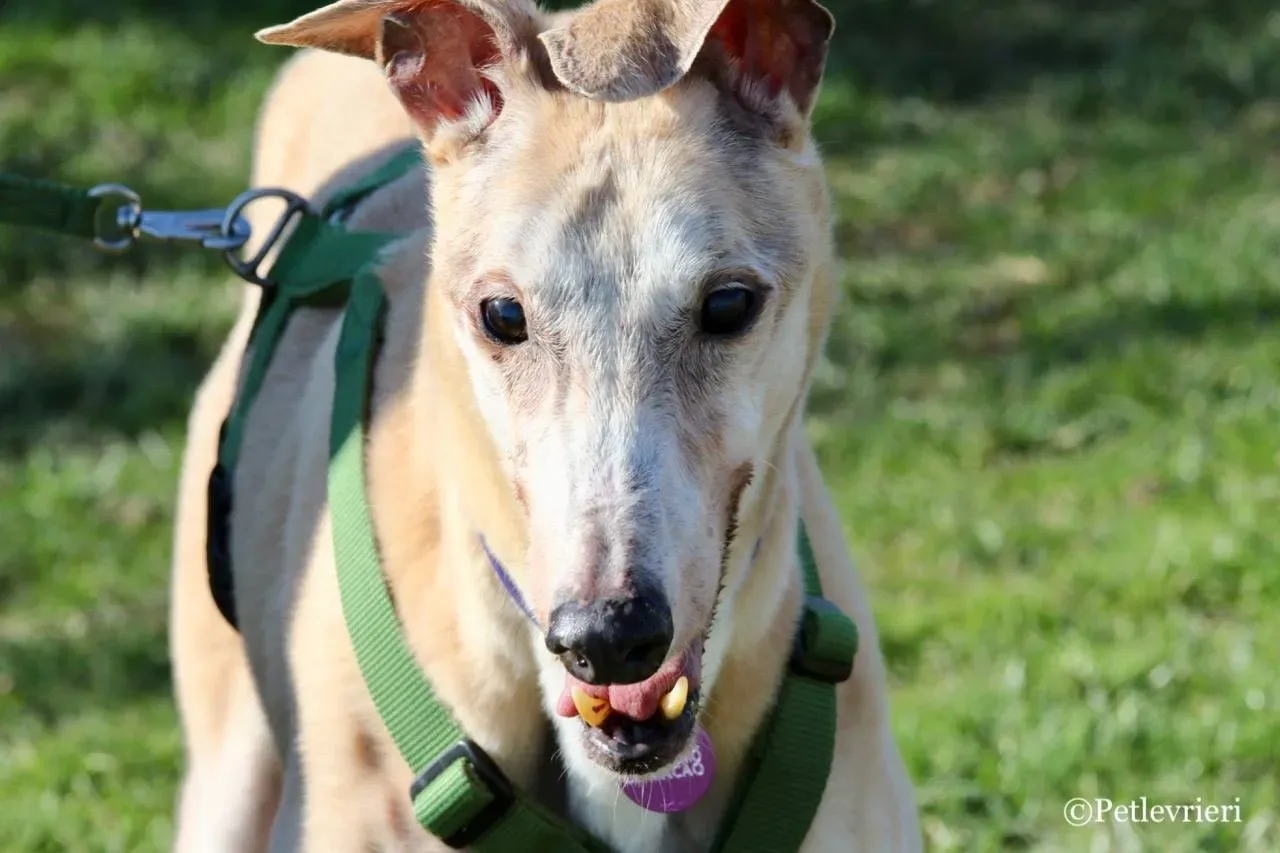 lucky forever adozione greyhound macao 18