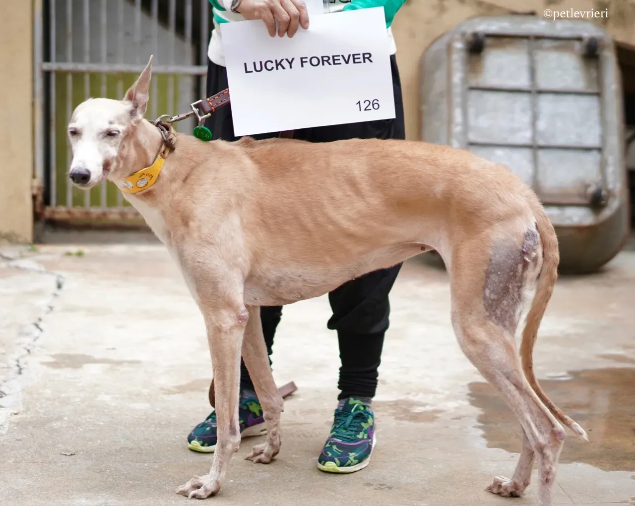 lucky forever adozione greyhound macao 2
