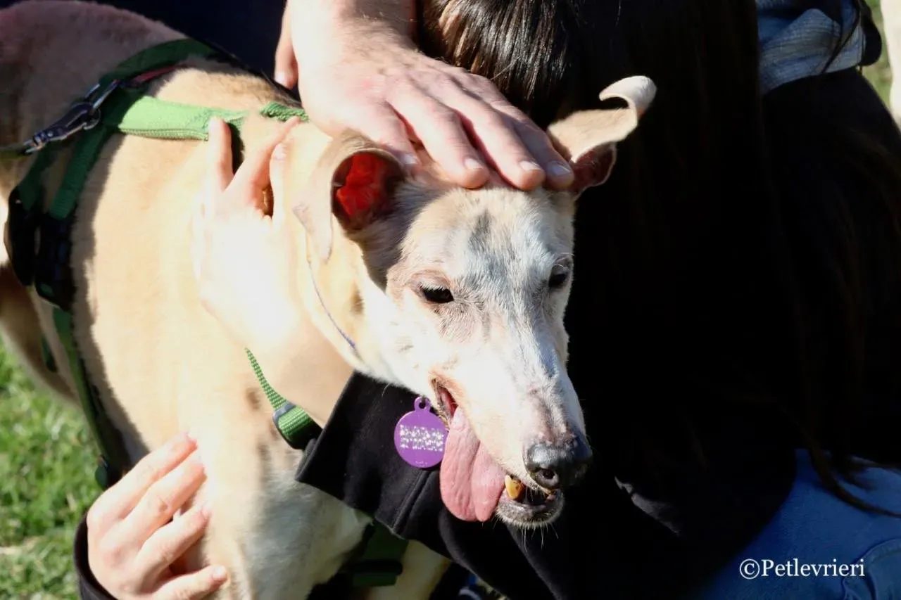 lucky forever adozione greyhound macao 24
