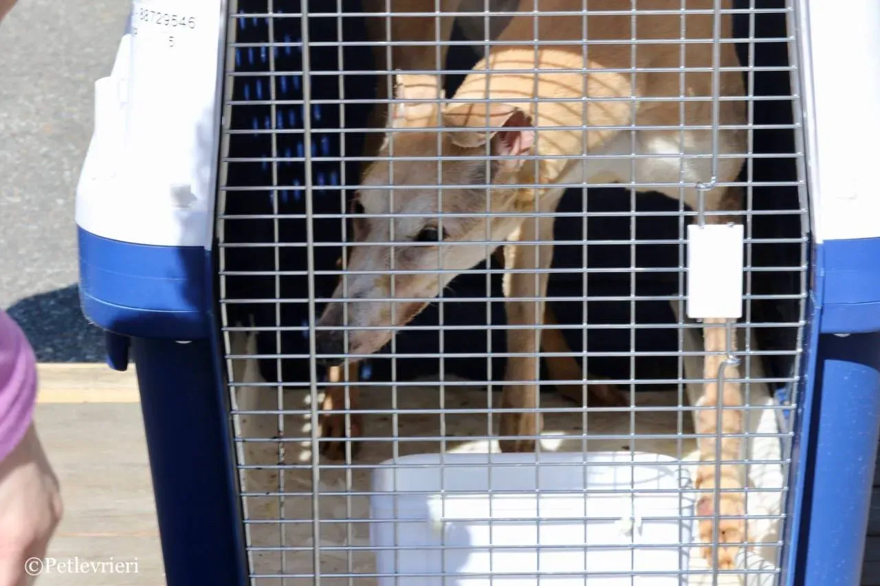 lucky forever adozione greyhound macao 25