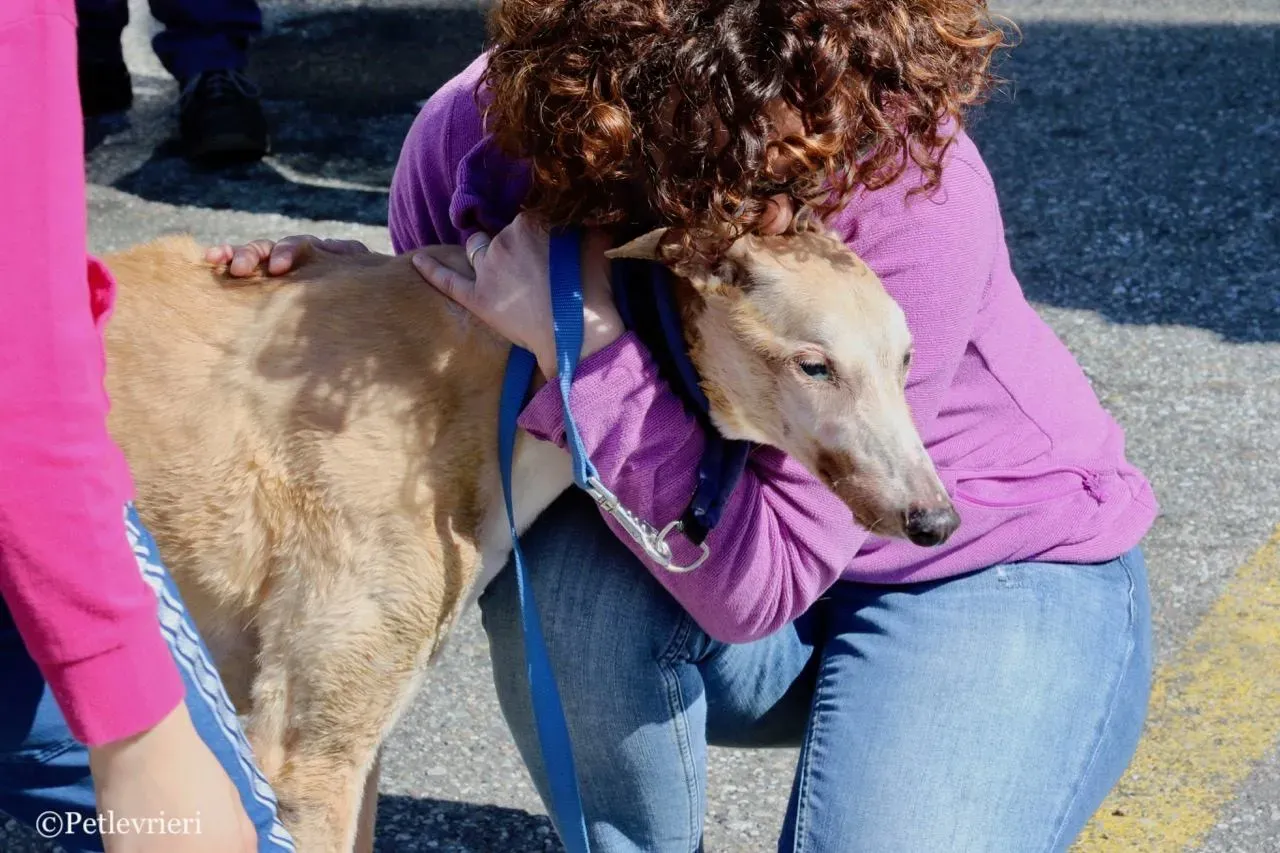 lucky forever adozione greyhound macao 26