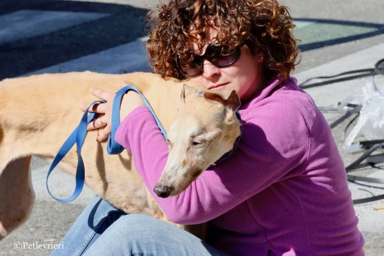 lucky forever adozione greyhound macao 28