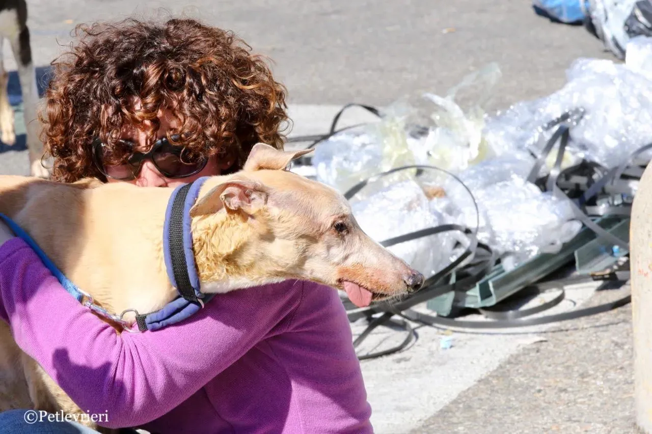 lucky forever adozione greyhound macao 29