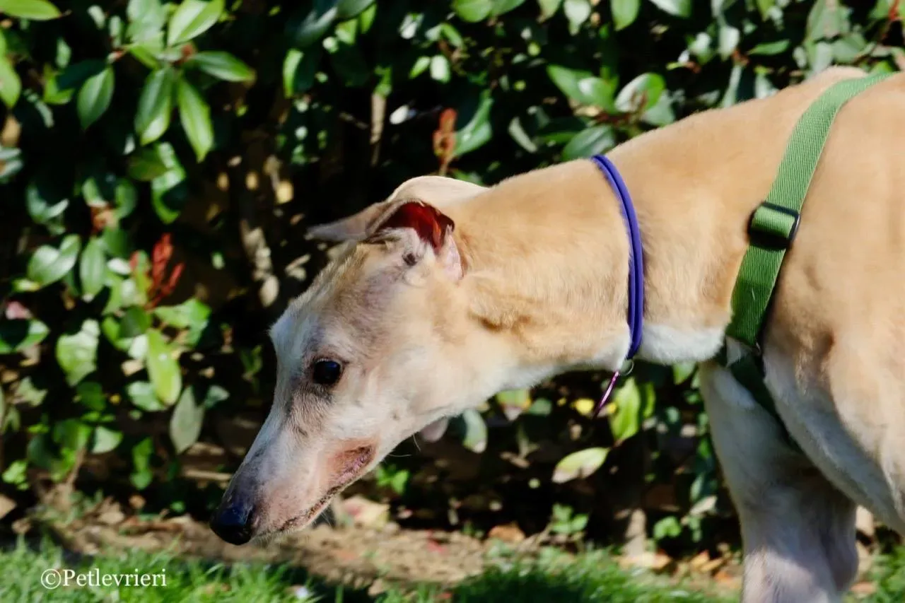 lucky forever adozione greyhound macao 3 1