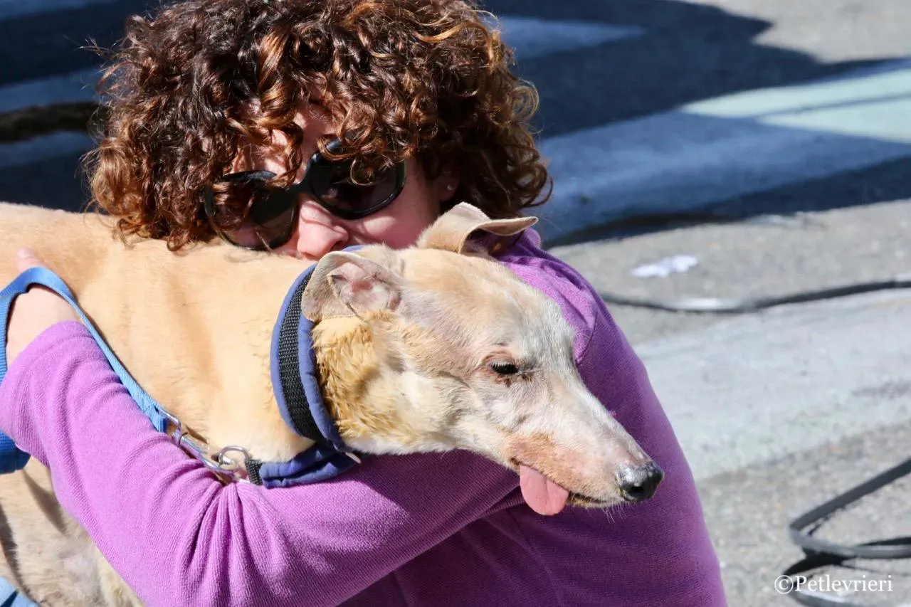 lucky forever adozione greyhound macao 30