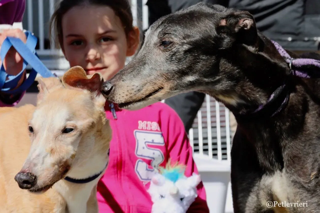 lucky forever adozione greyhound macao 31