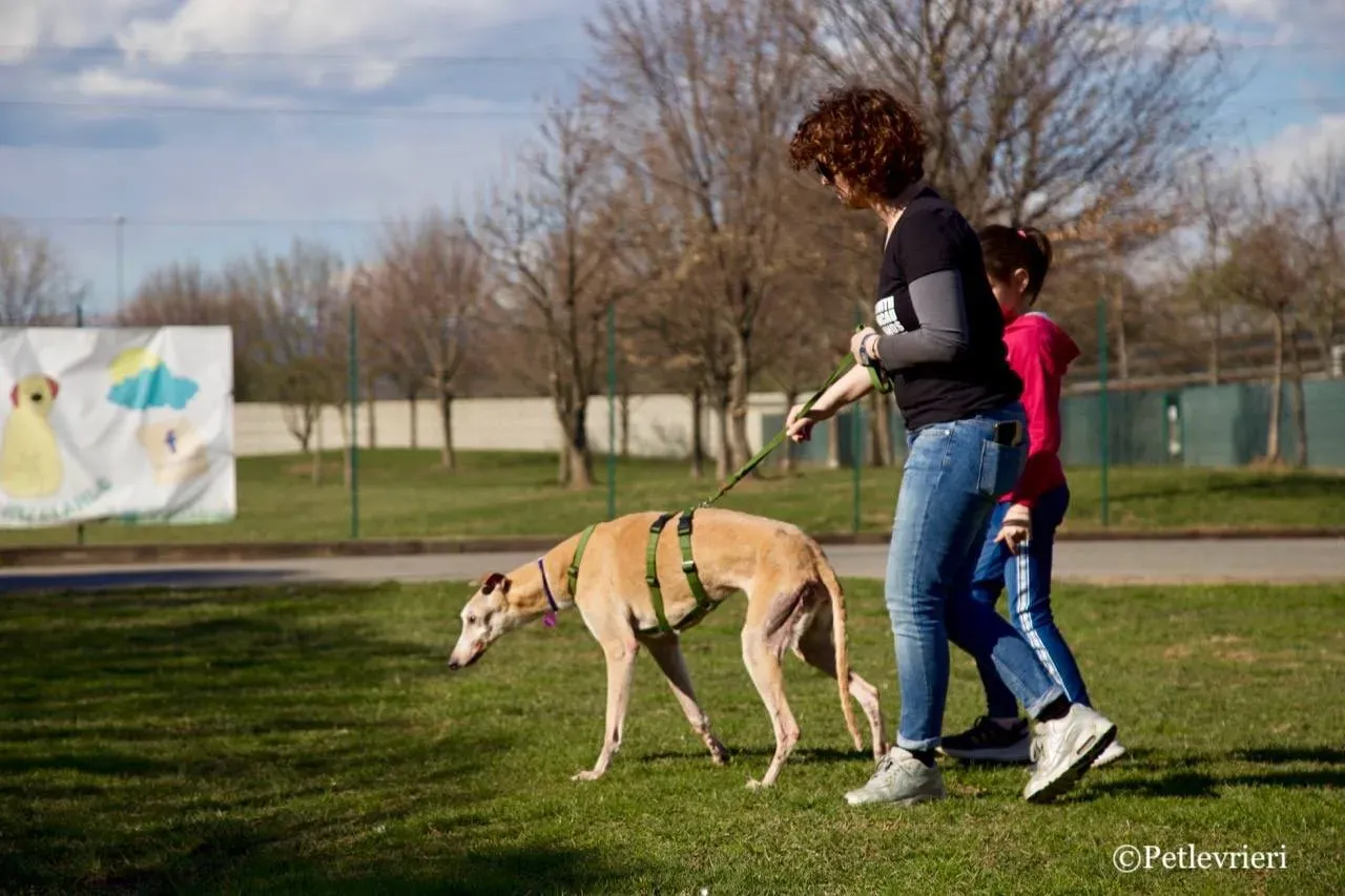 lucky forever adozione greyhound macao 4 1