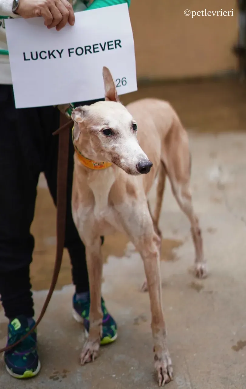 lucky forever adozione greyhound macao 4
