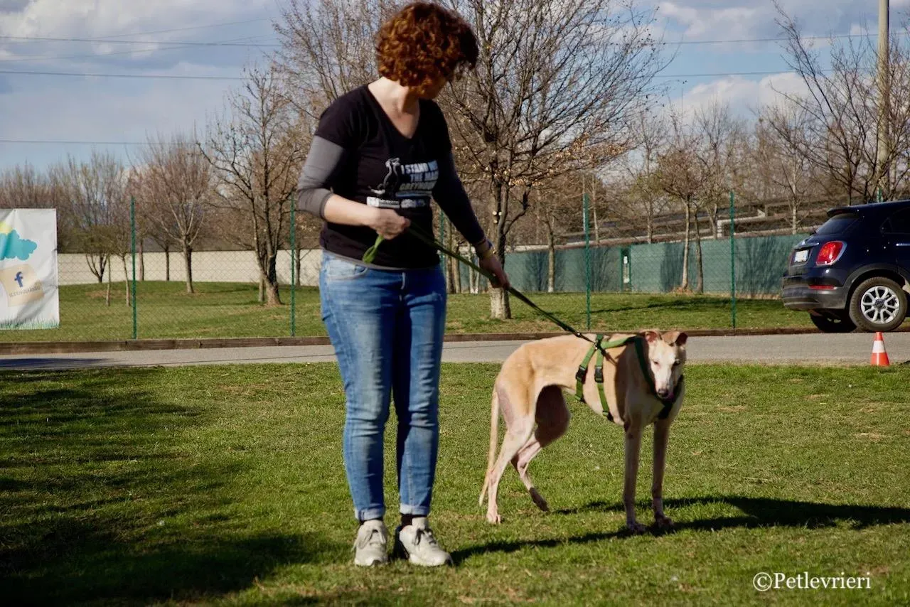 lucky forever adozione greyhound macao 5 1