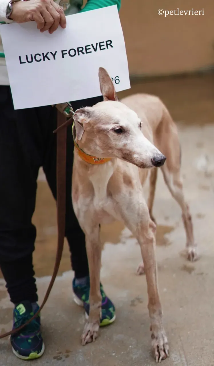 lucky forever adozione greyhound macao 5