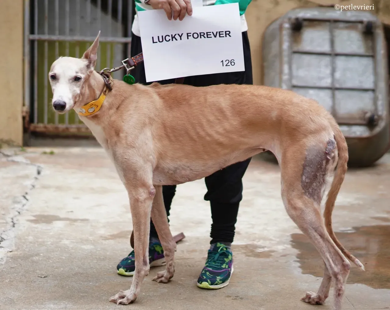 lucky forever adozione greyhound macao 6 1