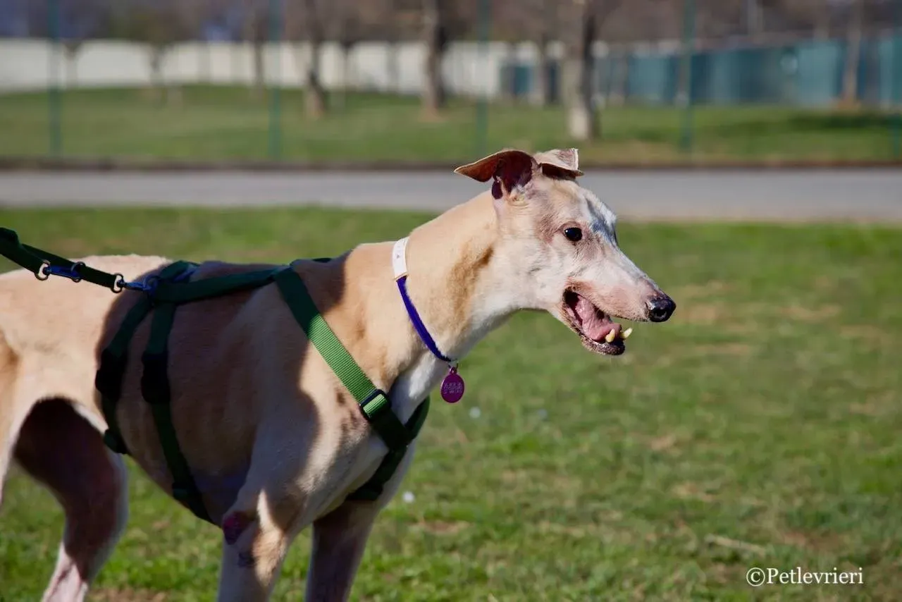 lucky forever adozione greyhound macao 6 2