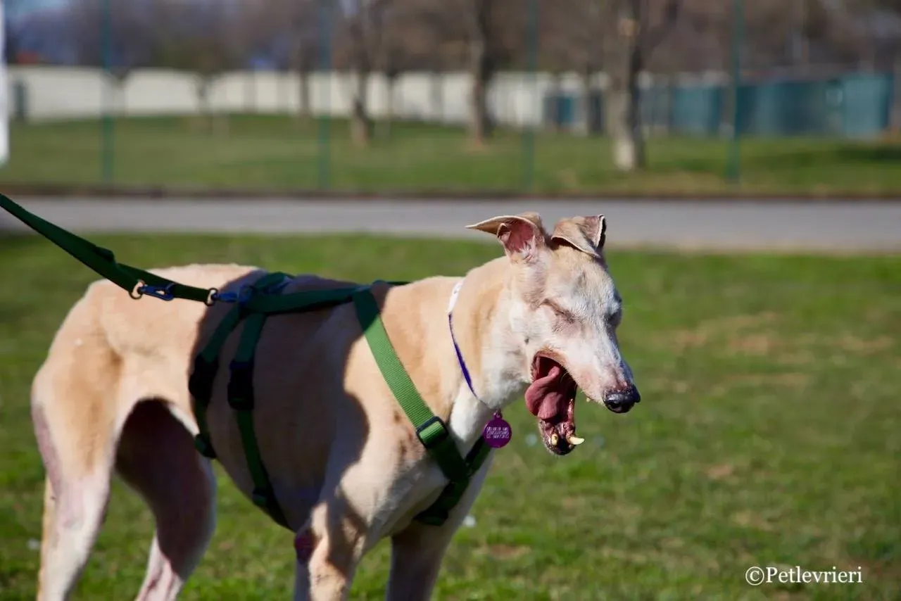 lucky forever adozione greyhound macao 7 1