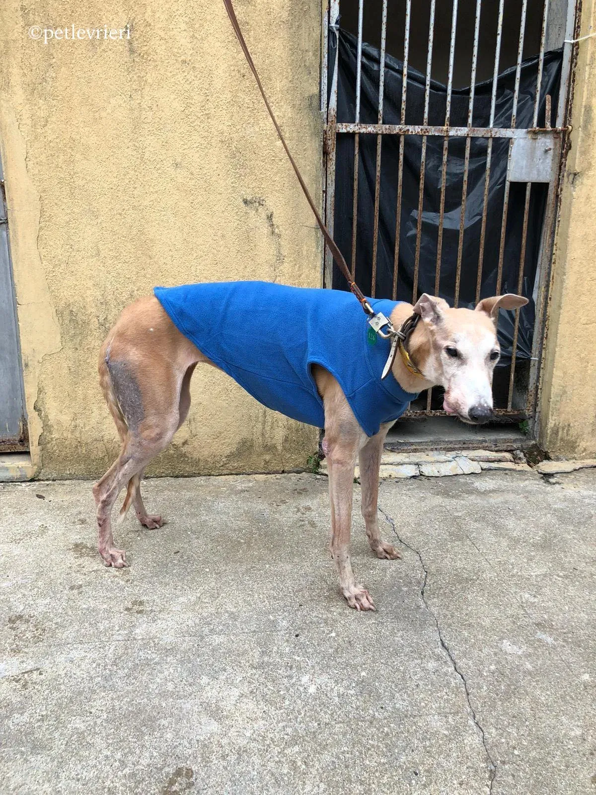 lucky forever adozione greyhound macao 7