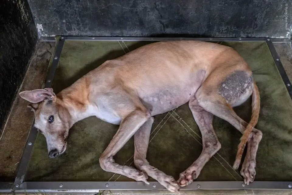 lucky forever adozione greyhound macao 8