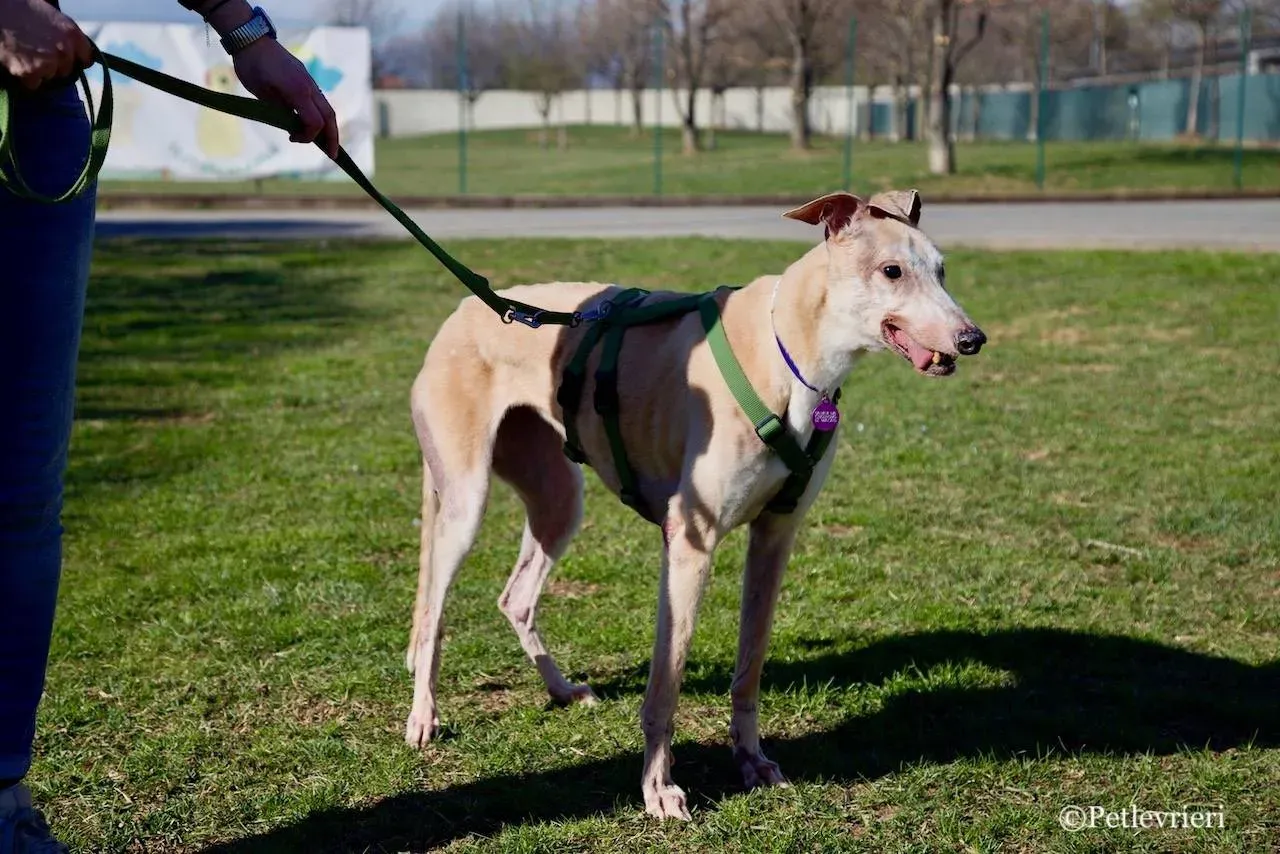 lucky forever adozione greyhound macao 8