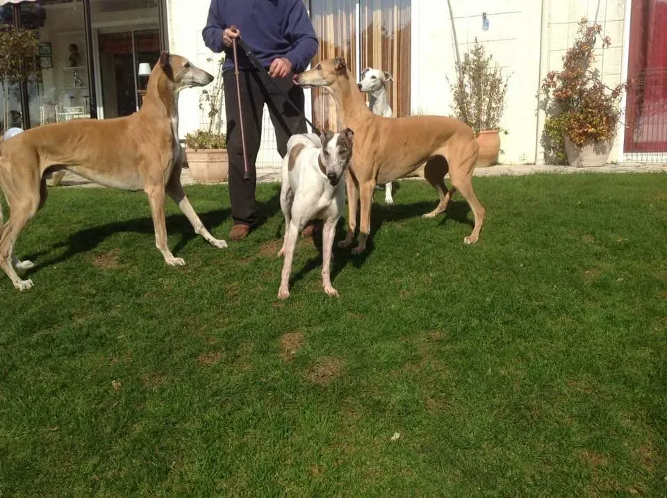 lucky fortune adozione greyhound macao 1