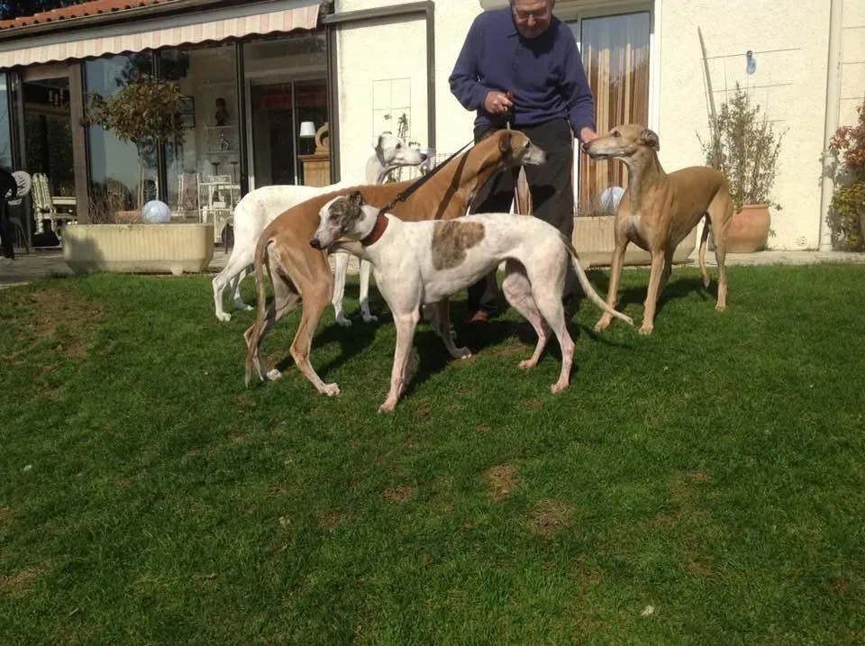 lucky fortune adozione greyhound macao 2