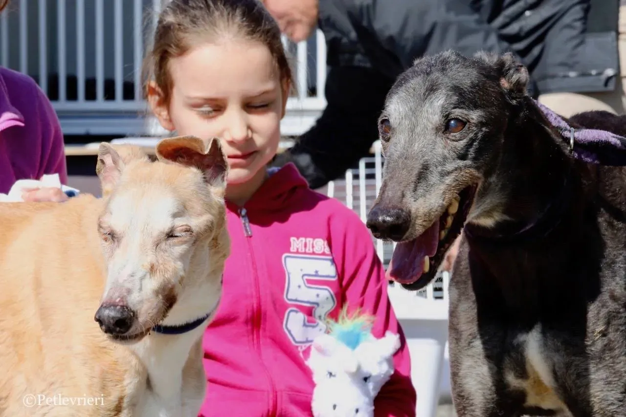 lucky fortune adozione greyhound macao 33