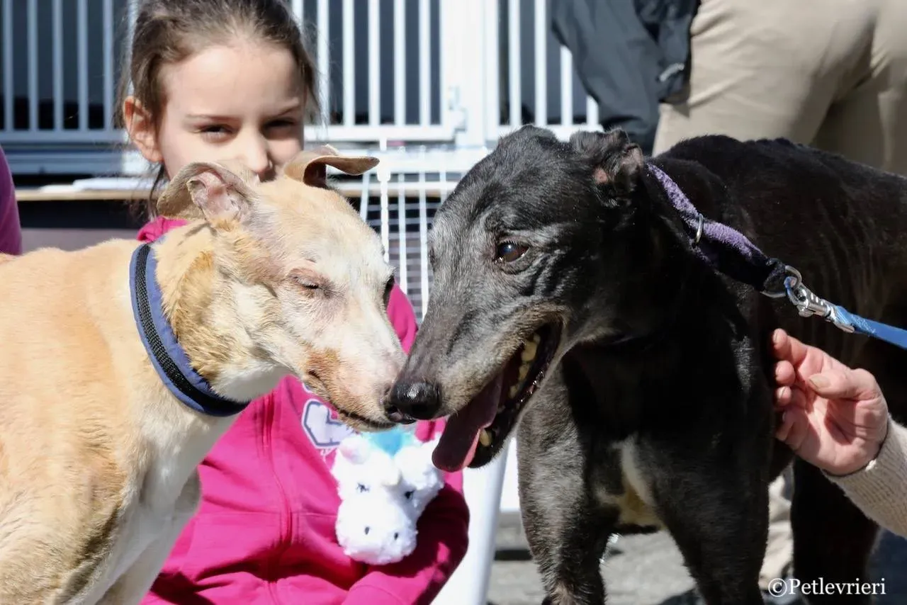 lucky fortune adozione greyhound macao 34