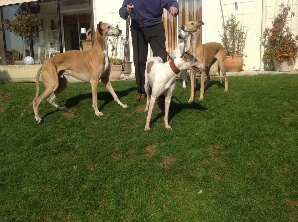 lucky fortune adozione greyhound macao