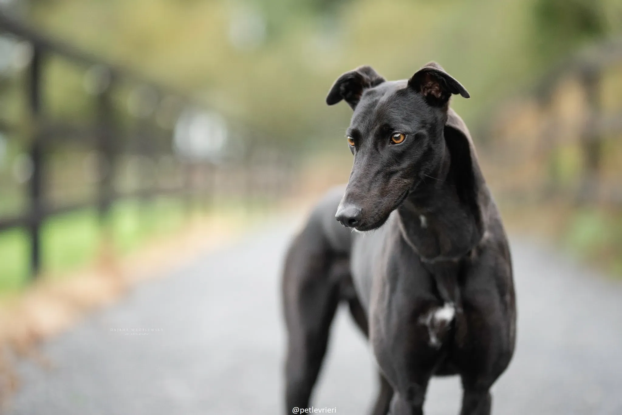 lucy adozione greyhound 1 1