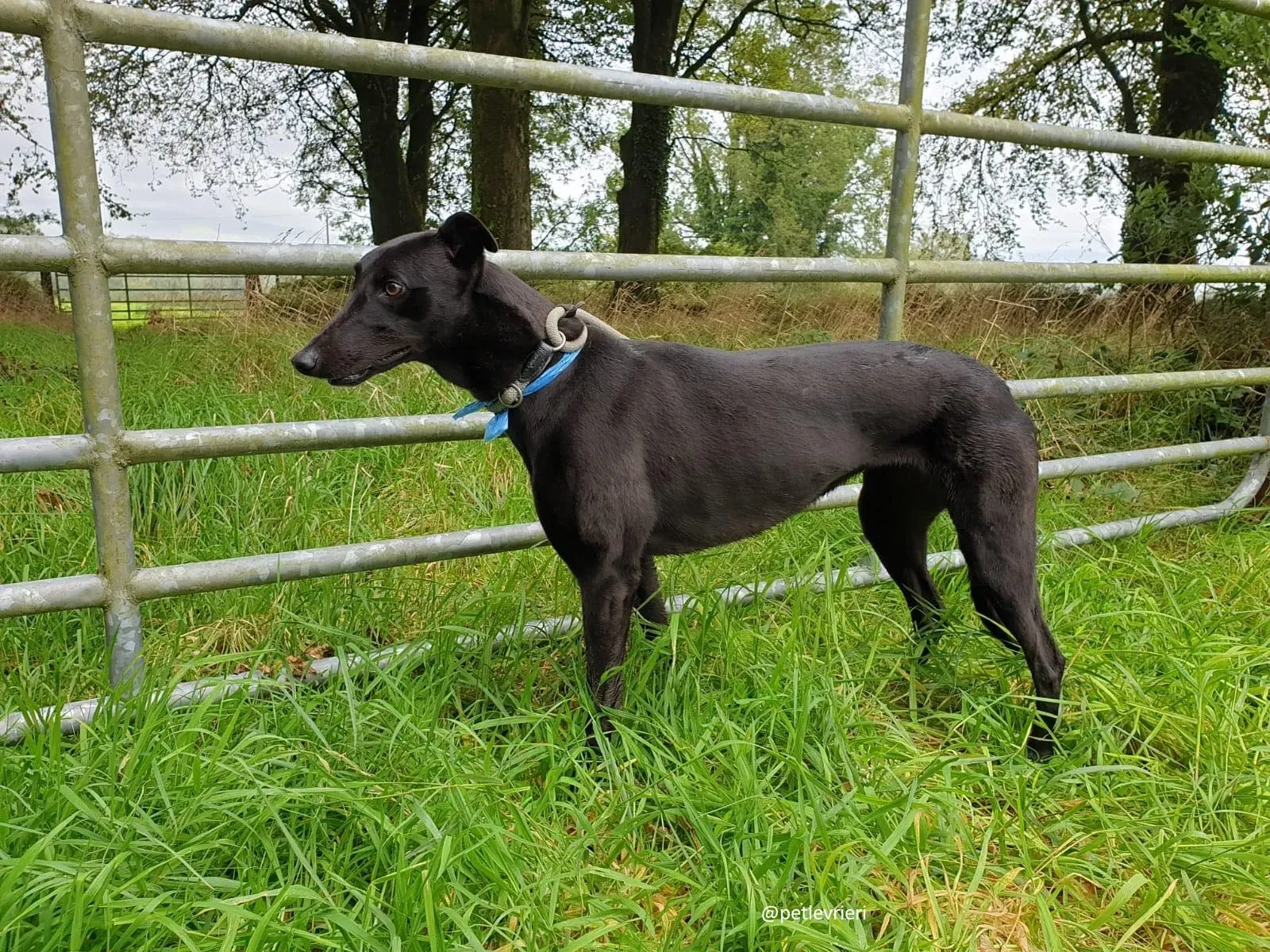 lucy adozione greyhound 1