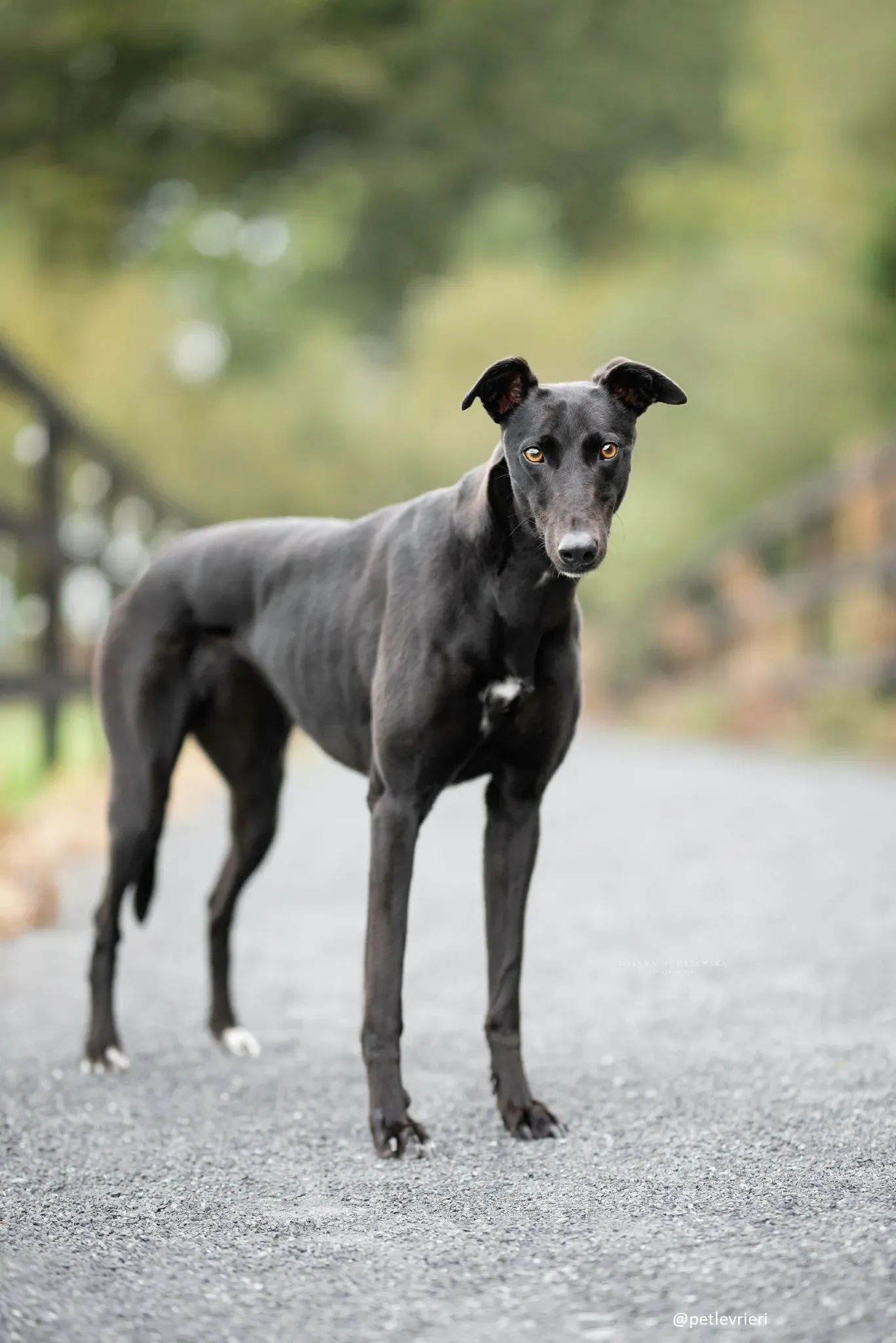 lucy adozione greyhound 2 1