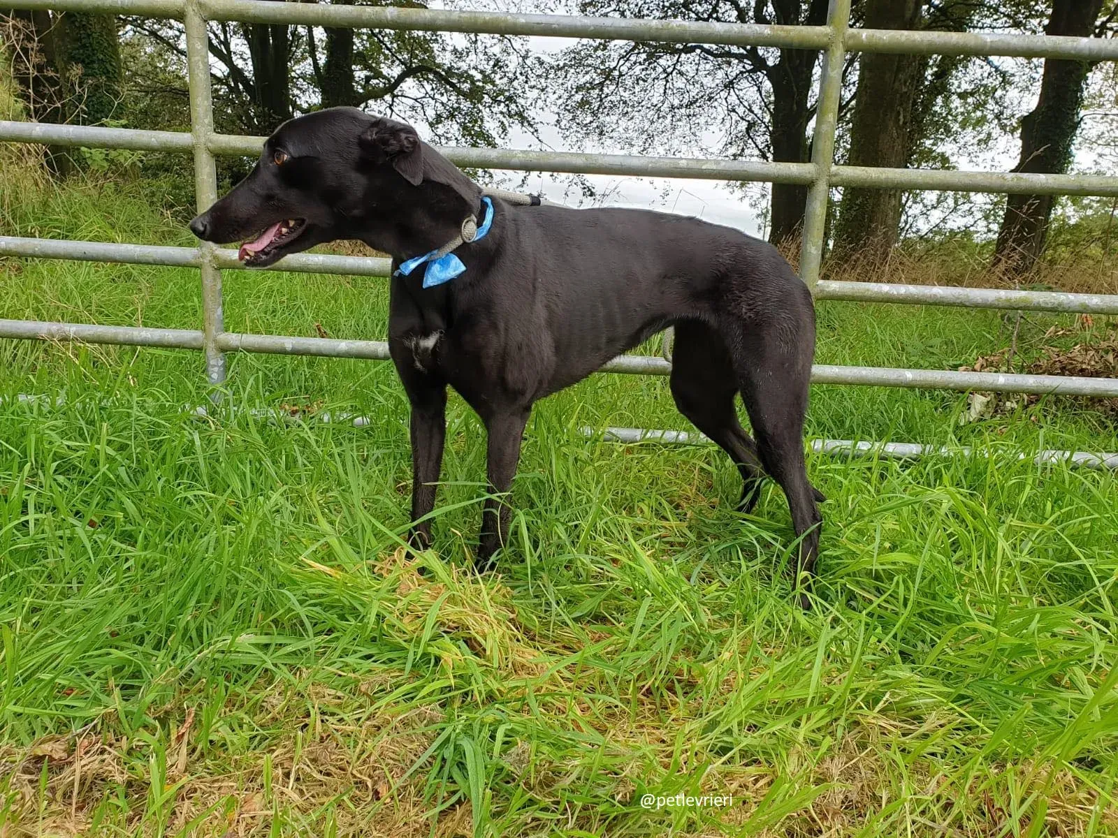 lucy adozione greyhound 2