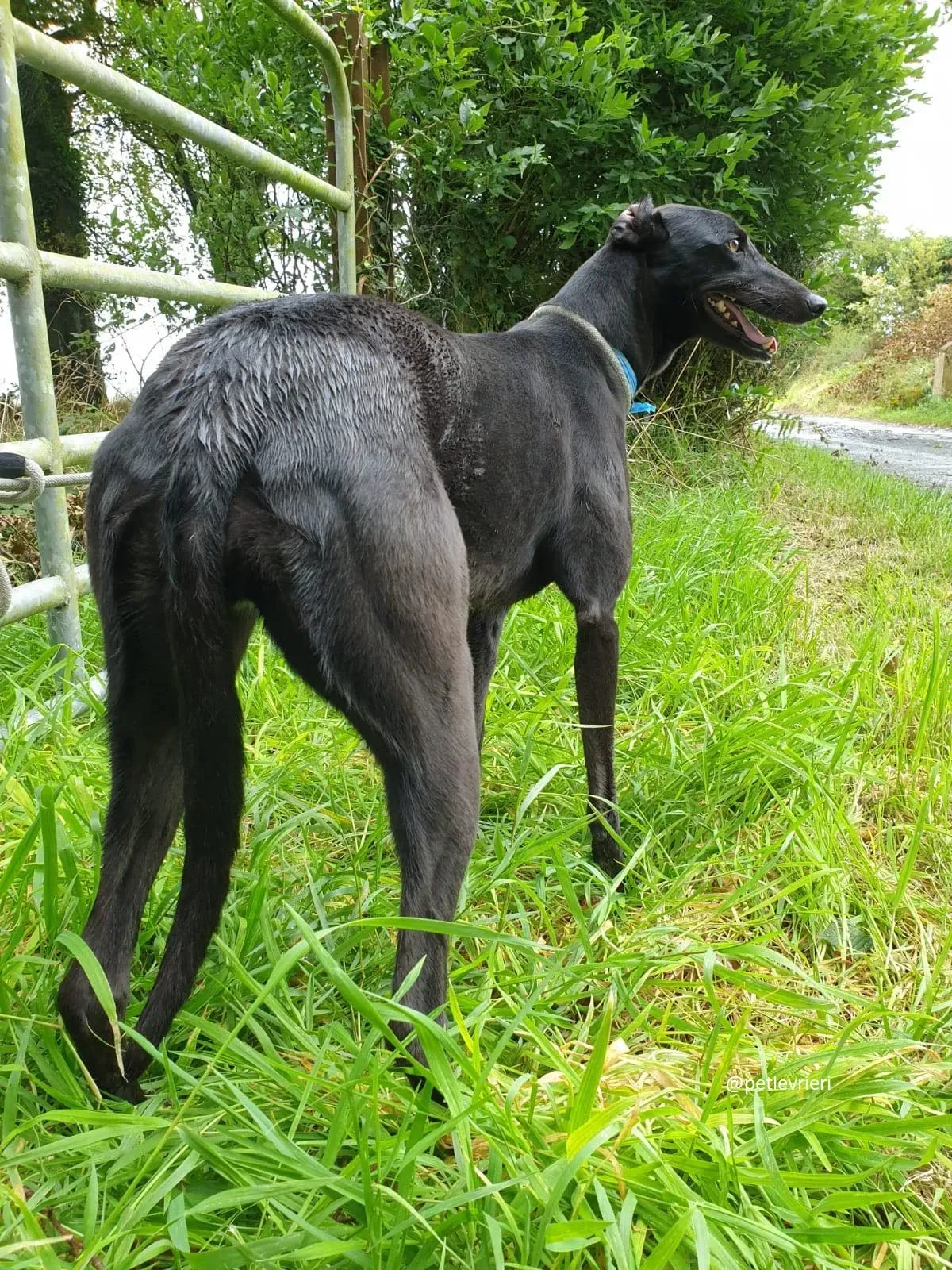 lucy adozione greyhound 3