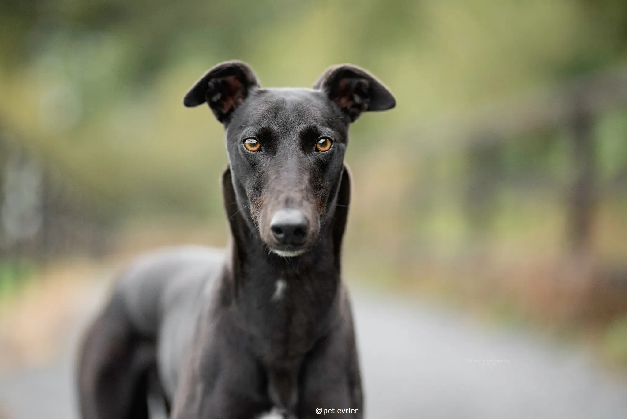 lucy adozione greyhound 4