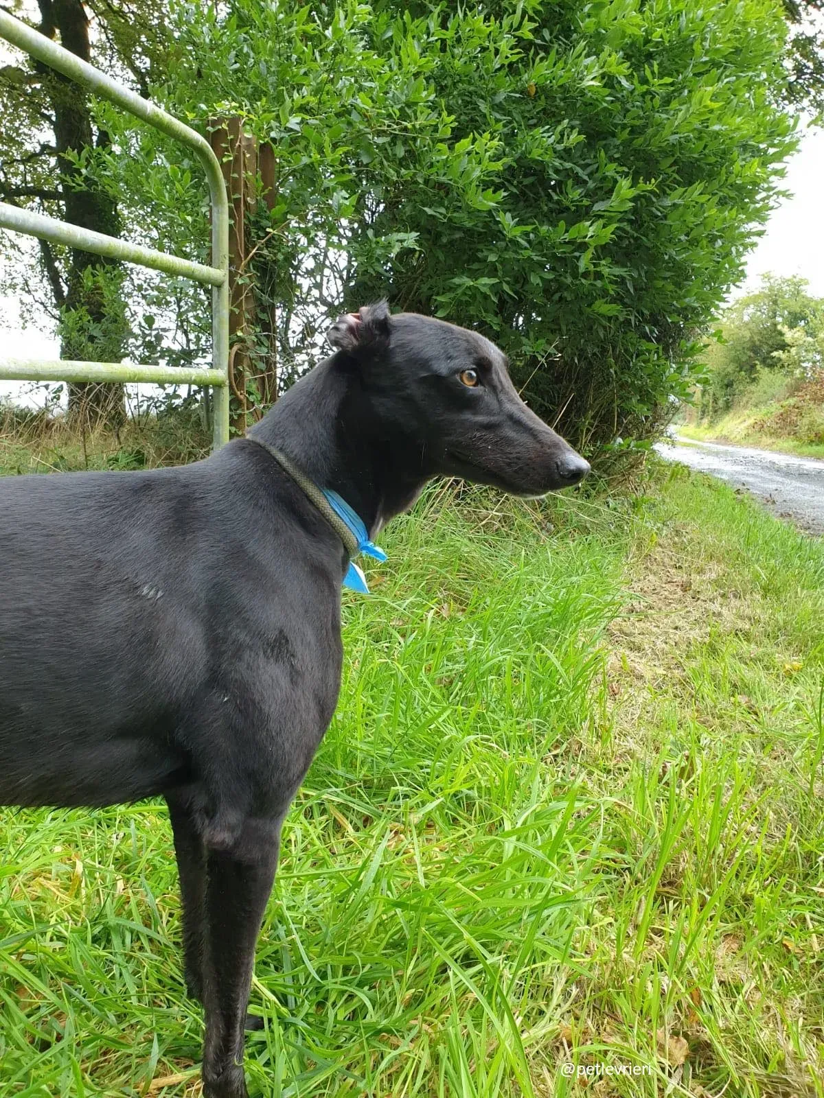 lucy adozione greyhound