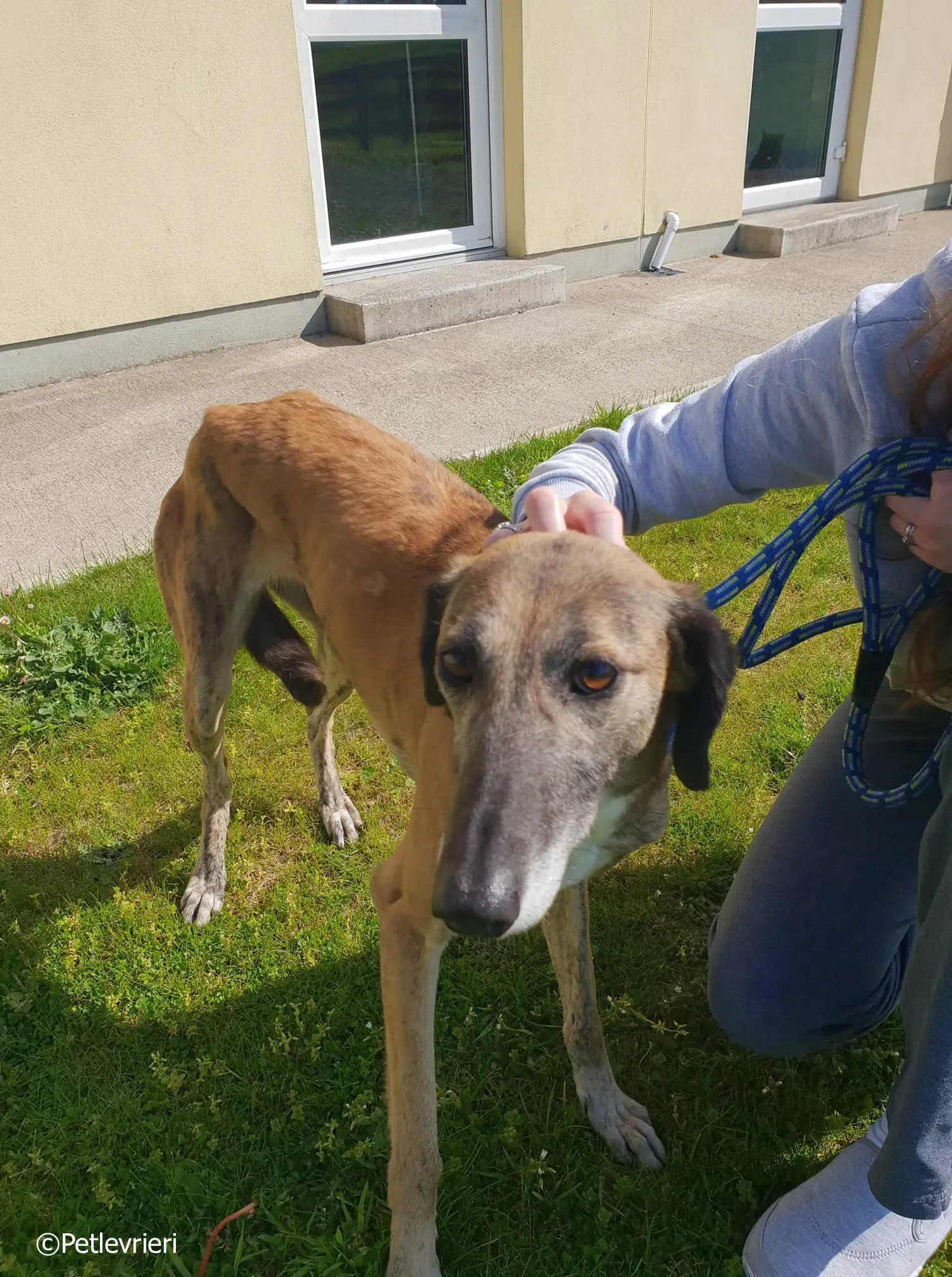 lucy adozione levrieri greyhound 10